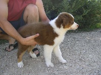 Baloo