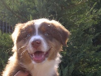 Sawyer